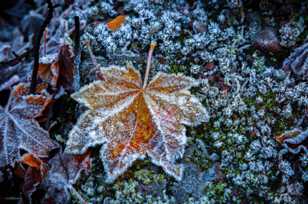 Frost on Maple leaf-4958-2 Frost on Maple leaf-4958-2